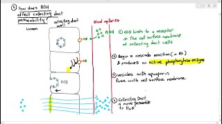 148 Urine Formation 5 Collecting Ducts Selective ReabsorptionCambridge AS A Level Biology 9700 [upl. by Refinnaj194]