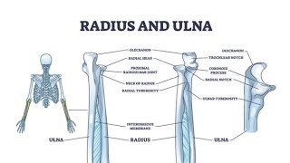 radius bone anatomy 3d  anatomy of radius bone attachments anatomy  bones of upper limb [upl. by Enneire]