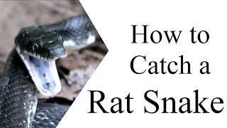 How to Catch a Rat Snake [upl. by Essilem]