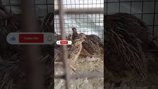 Kadai🐦 parthu irrukoam endru Solravanga like And subscribe panuga friendsytshortsfeedshortsviral [upl. by Legnaros]