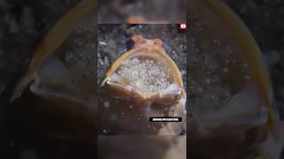 Male Jaw Fish Hold Egg in His Mouth ‼️😱jawfishfacts shortsviral [upl. by Whiney]