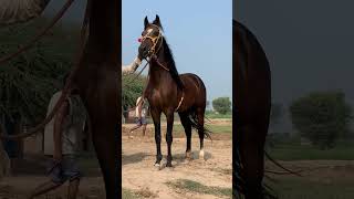 black horse for sale in pakistan [upl. by Eelloh739]