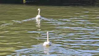 20240930 LJUBLJANA Prule ANSERIFORMES Cygnus olor LABOD GRBEC [upl. by Notgnirrac]