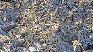 Female rattlesnake joins the basking party [upl. by Aniraad]