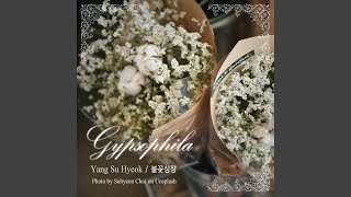 Gypsophila 안개꽃 [upl. by Aneema]