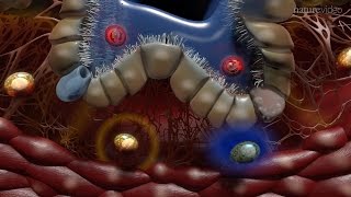 Immunology of the Lung [upl. by Nicholas440]