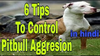 6 Tips To Control Pitbull Aggression in hindi  dob [upl. by Llerruj178]