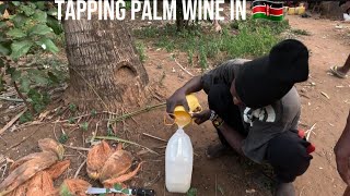 HOW PALM WINE IS TAPPED FROM A COCONUT TREE IN DIANI KENYATASTING [upl. by Inacana]