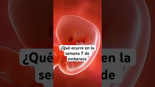 🤔 ¿Qué ocurre en la semana 7 de embarazo 🤰 Síntomas y desarrollo del bebé [upl. by Oiromed]