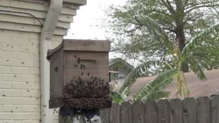 Honey Bee Swarm With Virgin Queen [upl. by Esidnac]