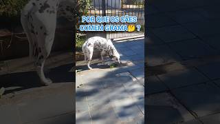 POR QUE OS CÃES COMEM GRAMA🤔❓ pets cães dalmata dalmatiner dalmatian doglife puppy doglover [upl. by Keil]