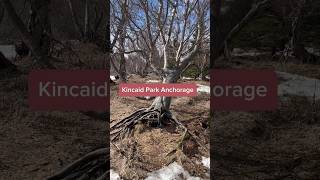 The Most Scenic Moose Sighting Spot In Anchorage  Kincaid Park Anchorage Alaska [upl. by Akinnej]