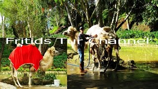 Camel animal video Camels like to wash [upl. by Naaman]