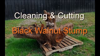 Cleaning amp Cutting The Walnut Stump [upl. by Paryavi944]