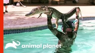 6ft Gator Battles Paul In Family Pool  Gator Boys [upl. by Belva]