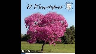 ARBOL NACIONAL DE EL SALVADOR en todo el centro HISTORICO [upl. by Nyletak]