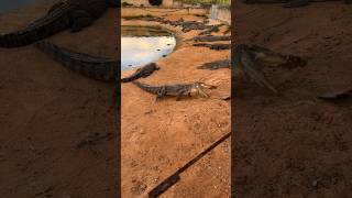 quotPlay with Aggressive Crocodilesquot crocodiles wildanimals wildlife wildanimals [upl. by Emmie]