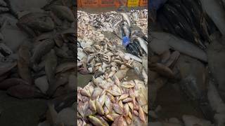 😋Ukkadam fish market Coimbatore ukkadamoldmarket ukkadam ukkadamfishmarket coimbatore fish [upl. by Belier]