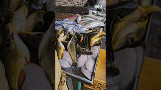 Sun catfish 🤕 seafood babies youtubeshorts shorts [upl. by Duahsar321]