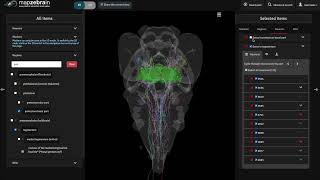 mapzebrain neurons  right side menu [upl. by Mabel789]