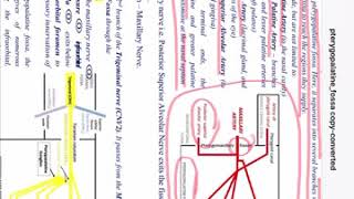 Pterygopalatine fossa amp Approaches  MS Otorhinolaryngology [upl. by Eimmelc]