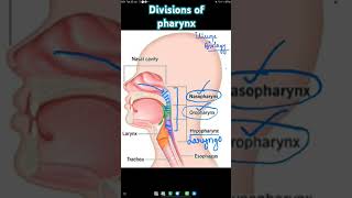 Parts of Pharynx  Nasopharynx  Oropharynx  Laryngopharynx  Hypopharynx biology neetbiology [upl. by Male]