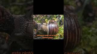 Caracol del género Humboldtiana explicación de que es la Rádula 😋🐌 biologia naturaleza biologo [upl. by Ymrots719]