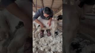 Sheep Shearing🐏Workers process of trimming the sheeps woolcleanning the sheep Short p137 [upl. by Eurydice]