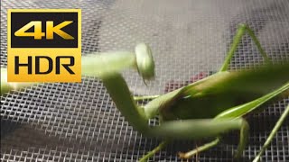 Giant Praying Mantis eating 2  4K Ultra HD  HDR10  60fps [upl. by Kalagher]