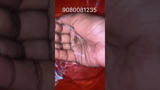 Guppy fish for sales guppy guppies breeding fish guppyfishfarming kolathurfish chennai [upl. by Oinafipe]