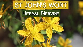 St Johns Wort Plant An Herbal Nervine [upl. by Molloy]