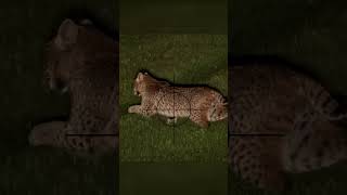 Hunting Bobcats at Night Sniper Rifle One Shot Takedown hunting bobcat mrahery [upl. by Nanahs]