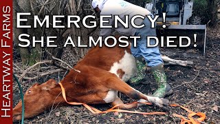 Can we save this bloated cow Animal Emergency  Cow Bloat  Homesteading  Dr Pol  Heartway Farms [upl. by Ahsropal]