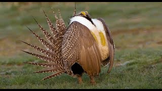 Saving the Strutting Sage Grouse BYU Studies a Fragile Species [upl. by Doreg552]