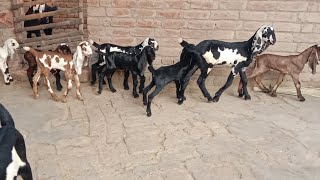 Aquality breeder bacche sale Whatsapp number 03186017389 All Pakistan cargo hai BAHAWAL SHER Bakra [upl. by Corney]