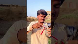 Kabootar banda hwa tha 🕊️🥹 shorts [upl. by Killoran]