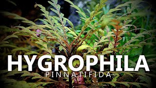 Hygrophila Pinnatifida [upl. by Notnroht]