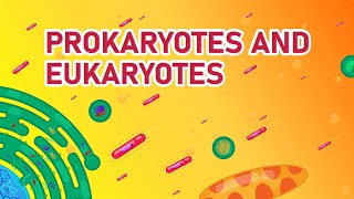 Prokaryotic vs Eukaryotic Cells  Differences Animated [upl. by Pompea]