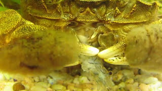 雑食モクズガニの生態 20100703 Japanese mitten crab [upl. by Ewold]