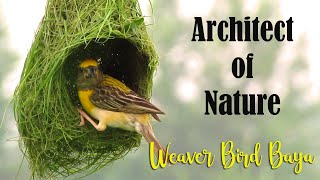 Architect of Nature  Baya Weaver Bird Nest Making  Weaver Bird building Nest  Baya Bird Nest [upl. by Aihsat]