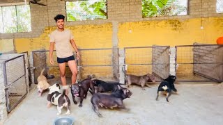 American Bullies Kennel In Punjab [upl. by Ybocaj]