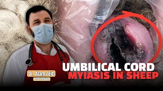 Umbilical Cord Myiasis in Sheep Diagnosis Treatment amp Prevention  Dr Alam Zeb [upl. by Ahsoik]