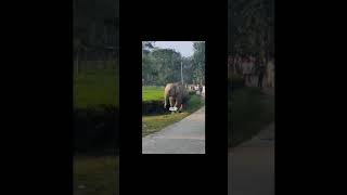 Wild Elephants in Tea garden [upl. by Colbert832]