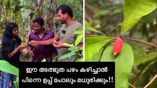 ഈ അത്ഭുത പഴം കഴിച്ചാൽ പിന്നെ ഉപ്പ് പോലും മധുരിക്കും 😱🤩 Miracle fruit [upl. by Nnaira]