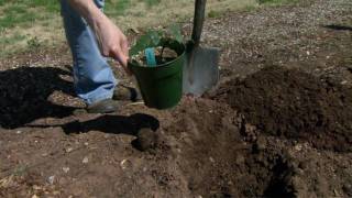 Planting Blackberries [upl. by Bianka]