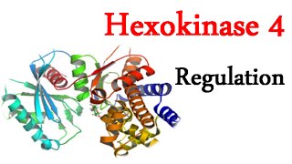 Regulation of hexokinase 4 [upl. by Lynsey]