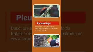 Nuevo Tratamiento Picudo Rojo  Ynject GO Palmera [upl. by Cowles22]