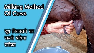 Milking method of cows Types of MilkingDairy Cattle [upl. by Burleigh]