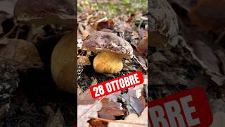 IL COLPACCIOPorcini 2024mushroom porcinifunghinature hribiciuperci€boletusfungiglive [upl. by Idyak]