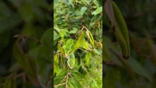 Leafhopper musuh utama durian ketika ini sampaikan daun jadi nekrosis Datang bermusim leafhopper [upl. by Muhan]